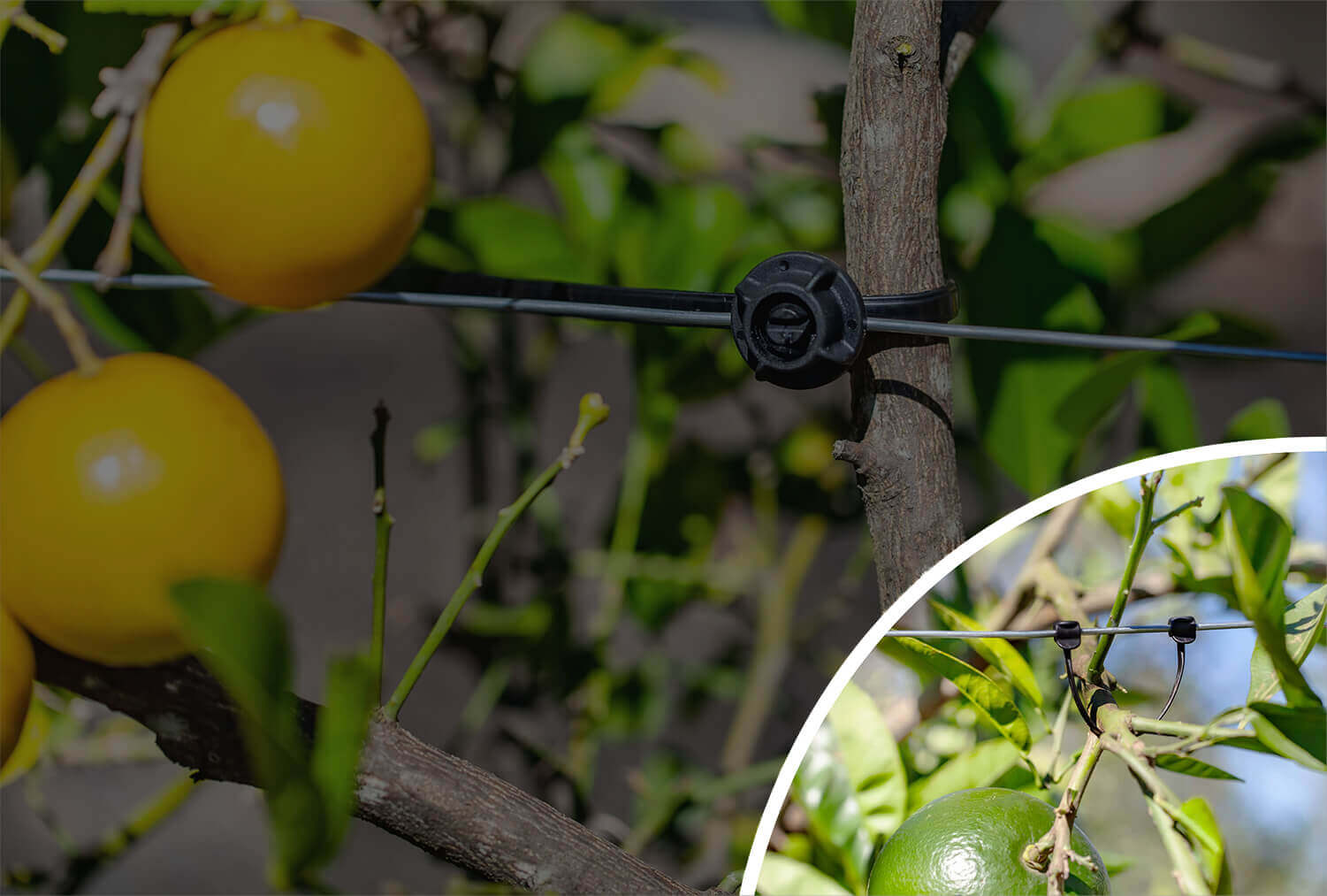 oranges on trellis