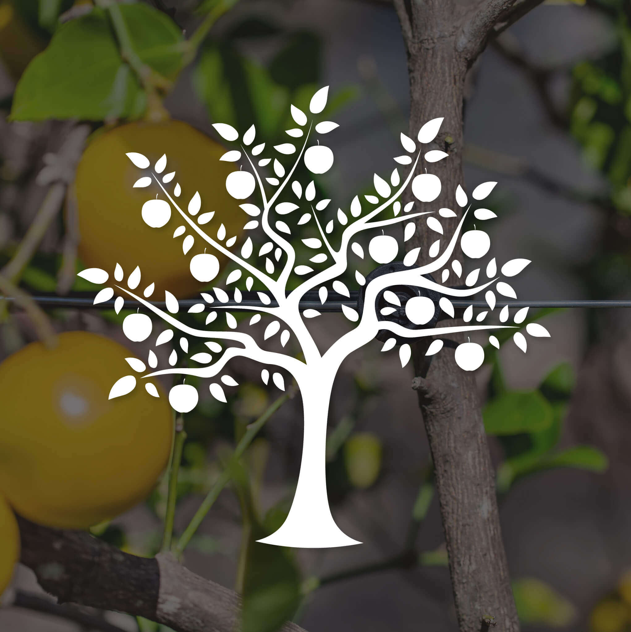 White fruit tree icon against photo of fruit trees