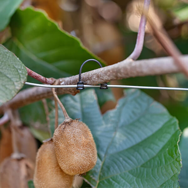 kiwi lok support kiwi fruit