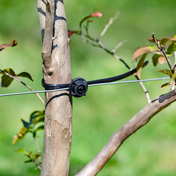 fruit tree with black tatura trellis strap