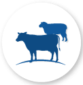 blue and white cows icon